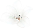 home_04_flower_01 https://vitamemoria.ca/wp-content/uploads/2020/12/home_04_flower_01.png
